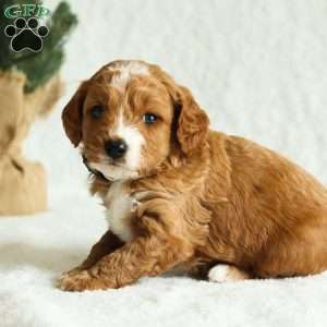 Dexter F1B, Cavapoo Puppy